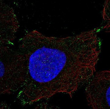 Anti-PCDHGB1 antibody produced in rabbit Prestige Antibodies&#174; Powered by Atlas Antibodies, affinity isolated antibody