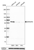 Monoclonal Anti-GORASP2 antibody produced in mouse Prestige Antibodies® Powered by Atlas Antibodies, clone CL2610, purified immunoglobulin, buffered aqueous glycerol solution