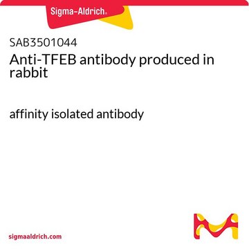 Anti-TFEB antibody produced in rabbit affinity isolated antibody