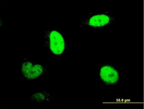 Monoclonal Anti-RNUT1 antibody produced in mouse clone 2B2-1B4, purified immunoglobulin, buffered aqueous solution