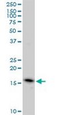 Monoclonal Anti-EDF1 antibody produced in mouse clone 3E6, purified immunoglobulin, buffered aqueous solution