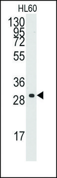 Anti-CCNC (C-term) antibody produced in rabbit saturated ammonium sulfate (SAS) precipitated, buffered aqueous solution