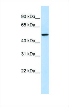 Anti-PDZK1 antibody produced in rabbit affinity isolated antibody