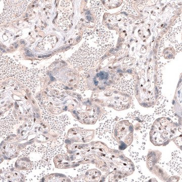 Anti-TET3 antibody produced in rabbit Prestige Antibodies&#174; Powered by Atlas Antibodies, affinity isolated antibody, buffered aqueous glycerol solution