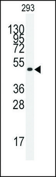 Anti-KLF4 antibody produced in rabbit saturated ammonium sulfate (SAS) precipitated, buffered aqueous solution