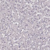 Anti-RGS9BP antibody produced in rabbit Prestige Antibodies® Powered by Atlas Antibodies, affinity isolated antibody, buffered aqueous glycerol solution