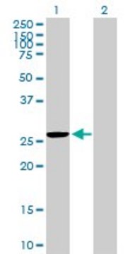 Anti-MRPS35 antibody produced in mouse purified immunoglobulin, buffered aqueous solution