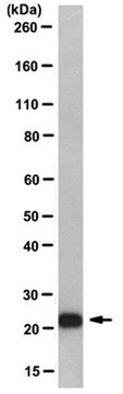 Anti-Mad2 Antibody, clone AS55-A12 clone AS55-A12, from mouse