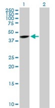 Anti-SNUPN antibody produced in rabbit purified immunoglobulin, buffered aqueous solution