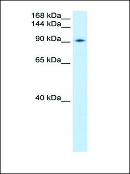 Anti-DDX54 antibody produced in rabbit affinity isolated antibody