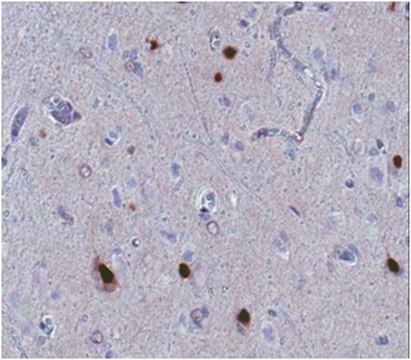 Anti-ARX Antibody, clone 11F6.2 clone 11F6.2, from mouse