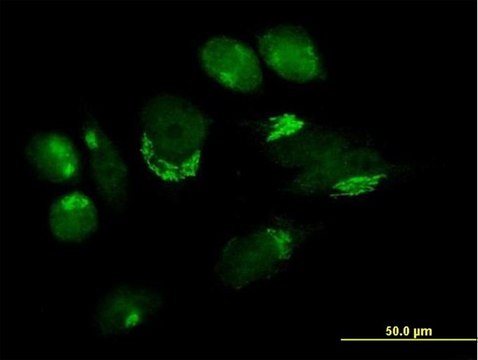 Anti-B4GALT4 antibody produced in mouse purified immunoglobulin, buffered aqueous solution