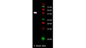 Anti-MT-ND4 Antibody, clone 9E4-2D8 clone 9E4-2D8, from mouse