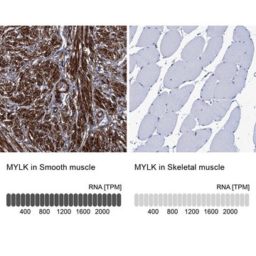 Anti-MYLK antibody produced in rabbit Prestige Antibodies&#174; Powered by Atlas Antibodies, affinity isolated antibody, buffered aqueous glycerol solution