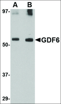 Anti-GDF6 antibody produced in rabbit affinity isolated antibody, buffered aqueous solution