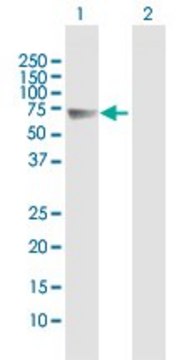 Anti-FSTL4 antibody produced in mouse purified immunoglobulin, buffered aqueous solution