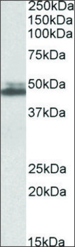 Anti-SH3GL1 antibody produced in goat affinity isolated antibody, buffered aqueous solution