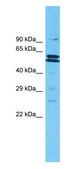 Anti-MLLT3 (AB1) antibody produced in rabbit affinity isolated antibody