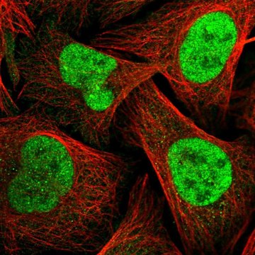 Anti-TOPBP1 antibody produced in rabbit Prestige Antibodies&#174; Powered by Atlas Antibodies, affinity isolated antibody