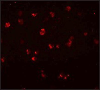 Anti-NOD3 antibody produced in rabbit affinity isolated antibody, buffered aqueous solution