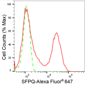 KD-Validated Anti SFPQ Antibody, clone 24GB1220, Rabbit Monoclonal clone 24GB1220, recombinant rabbit monoclonal, expressed in HEK293 cells