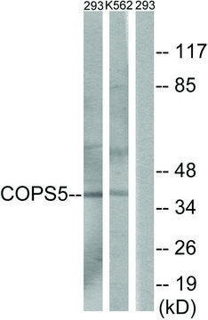 Anti-COPS5 antibody produced in rabbit affinity isolated antibody