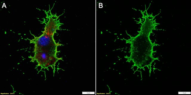 Anti-Oligodendrocytes Antibody, clone CE-1