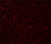 Anti-FRMPD3 antibody produced in rabbit affinity isolated antibody, buffered aqueous solution