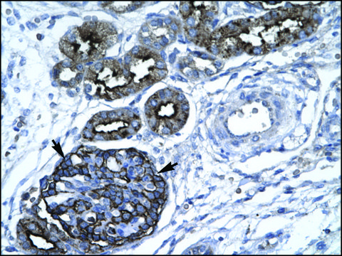 Anti-GABPA antibody produced in rabbit IgG fraction of antiserum