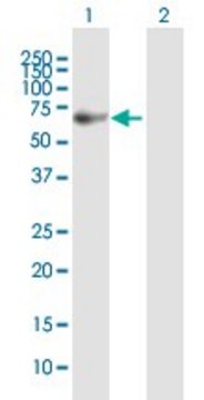 Anti-FANCG antibody produced in mouse purified immunoglobulin, buffered aqueous solution