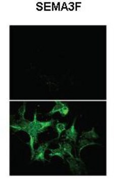 Anti-SEMA3F antibody produced in rabbit affinity isolated antibody