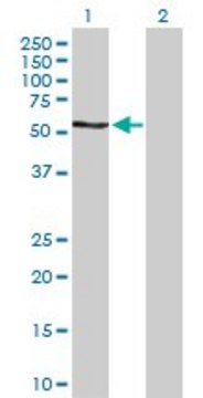 Anti-RPS6KB2 antibody produced in rabbit purified immunoglobulin, buffered aqueous solution