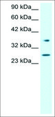 Anti-FOXA3 affinity isolated antibody
