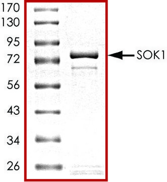 SOK1, active, GST tagged human PRECISIO&#174; Kinase, recombinant, expressed in baculovirus infected Sf9 cells, &#8805;70% (SDS-PAGE), buffered aqueous glycerol solution