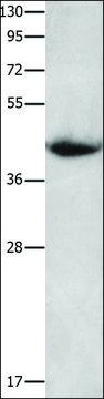 Anti-CNTFR antibody produced in rabbit affinity isolated antibody