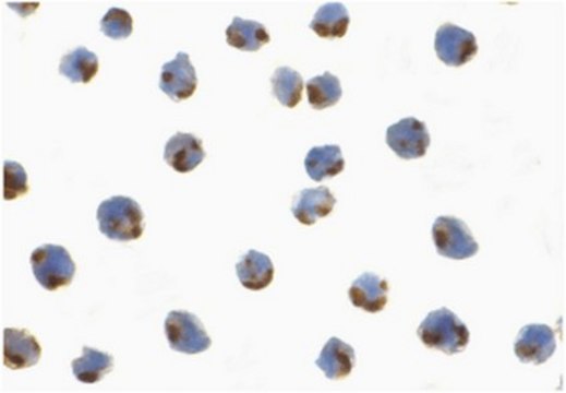 Anti-IRE1p Antibody from rabbit, purified by affinity chromatography