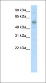 Anti-KLF10 antibody produced in rabbit affinity isolated antibody