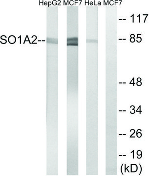 Anti-SLCO1A2 antibody produced in rabbit affinity isolated antibody