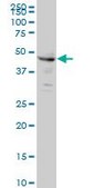 Monoclonal Anti-CPSF6 antibody produced in mouse clone 3F11, purified immunoglobulin, buffered aqueous solution
