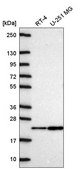Anti-NDUFA11 antibody produced in rabbit Prestige Antibodies® Powered by Atlas Antibodies, affinity isolated antibody