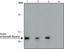 Monoclonal Anti-Actin, α-Smooth Muscle - Peroxidase antibody produced in mouse clone 1A4, purified from hybridoma cell culture