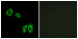 Anti-B3GALT2 antibody produced in rabbit affinity isolated antibody