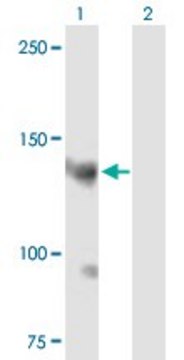 Anti-AKAP13 antibody produced in mouse purified immunoglobulin, buffered aqueous solution