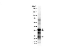 Anti-Mis12 Complex from rabbit