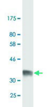 Monoclonal Anti-FGG antibody produced in mouse clone 1E2, purified immunoglobulin, buffered aqueous solution