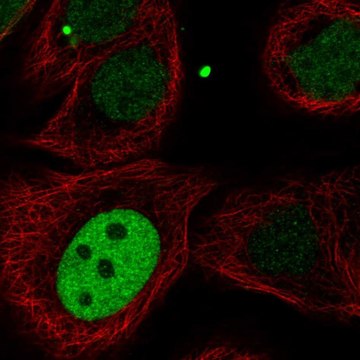 Anti-KIF23 antibody produced in rabbit Prestige Antibodies&#174; Powered by Atlas Antibodies, affinity isolated antibody