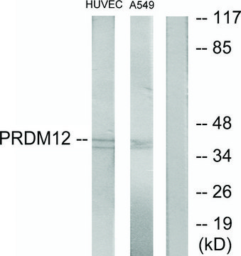 Anti-PRDM12 antibody produced in rabbit affinity isolated antibody