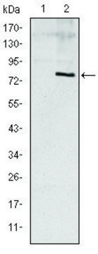 Monoclonal Anti-APOE antibody produced in mouse clone 1H4, ascites fluid