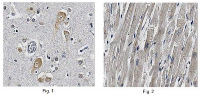 Anti-DENR Antibody, clone 10D9.1 clone 10D9.1, from mouse