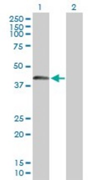 Anti-SPESP1 antibody produced in mouse purified immunoglobulin, buffered aqueous solution